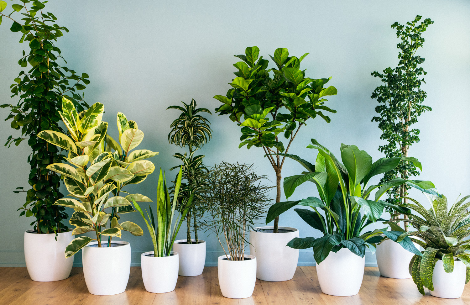 The Surprising Health Benefits of Owning House Plants (and How to  Incorporate Them Into Your Decor) - San Diego Pro Handyman